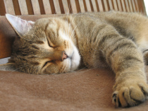 Fotovorlage schlafende Katze als Pastellportrait / photo for sleeping cat portrait